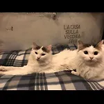 La Casa Sulla Vecchia Riva 아파트